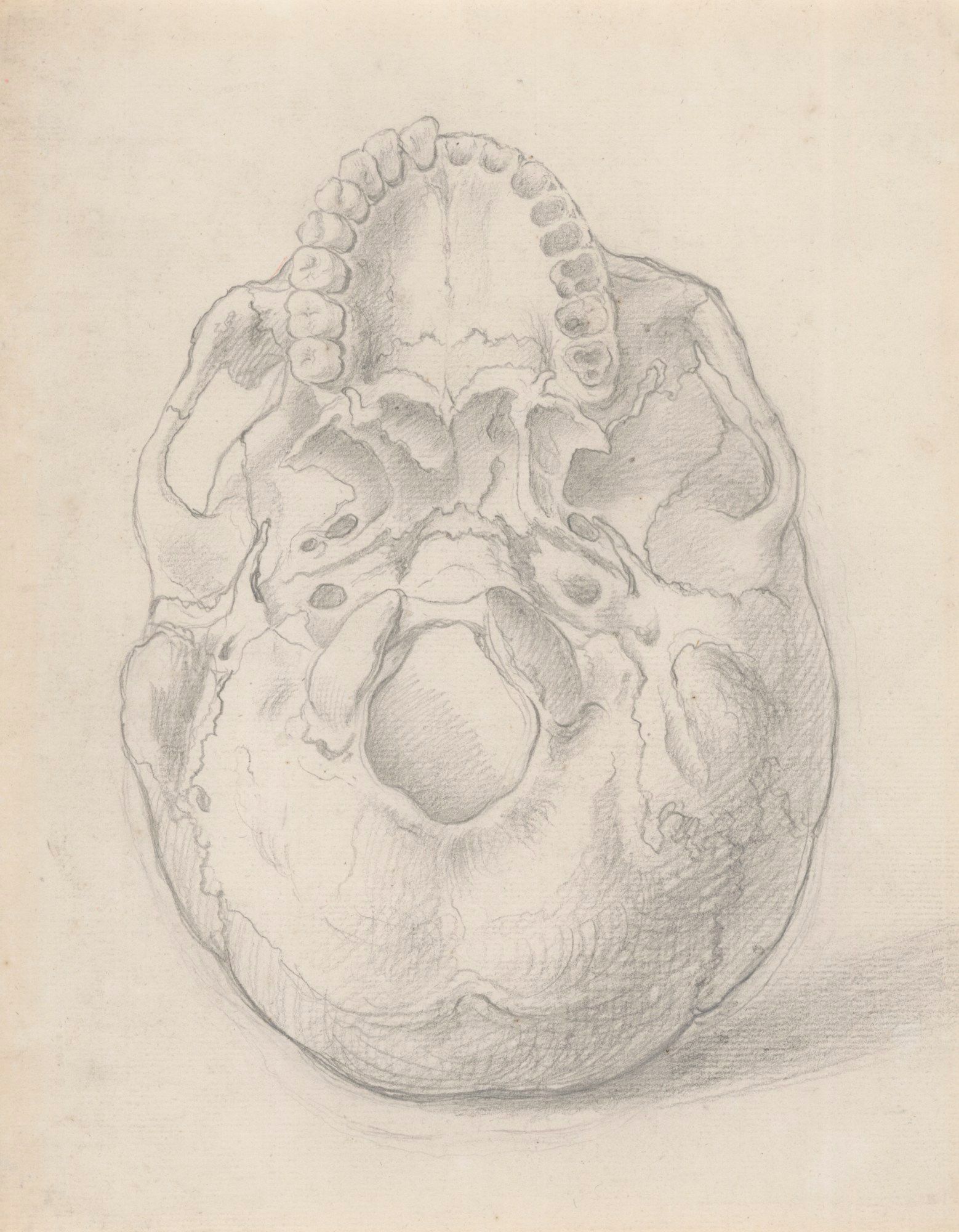 A human skull (inferior view) for Cheselden's Osteographia | Works