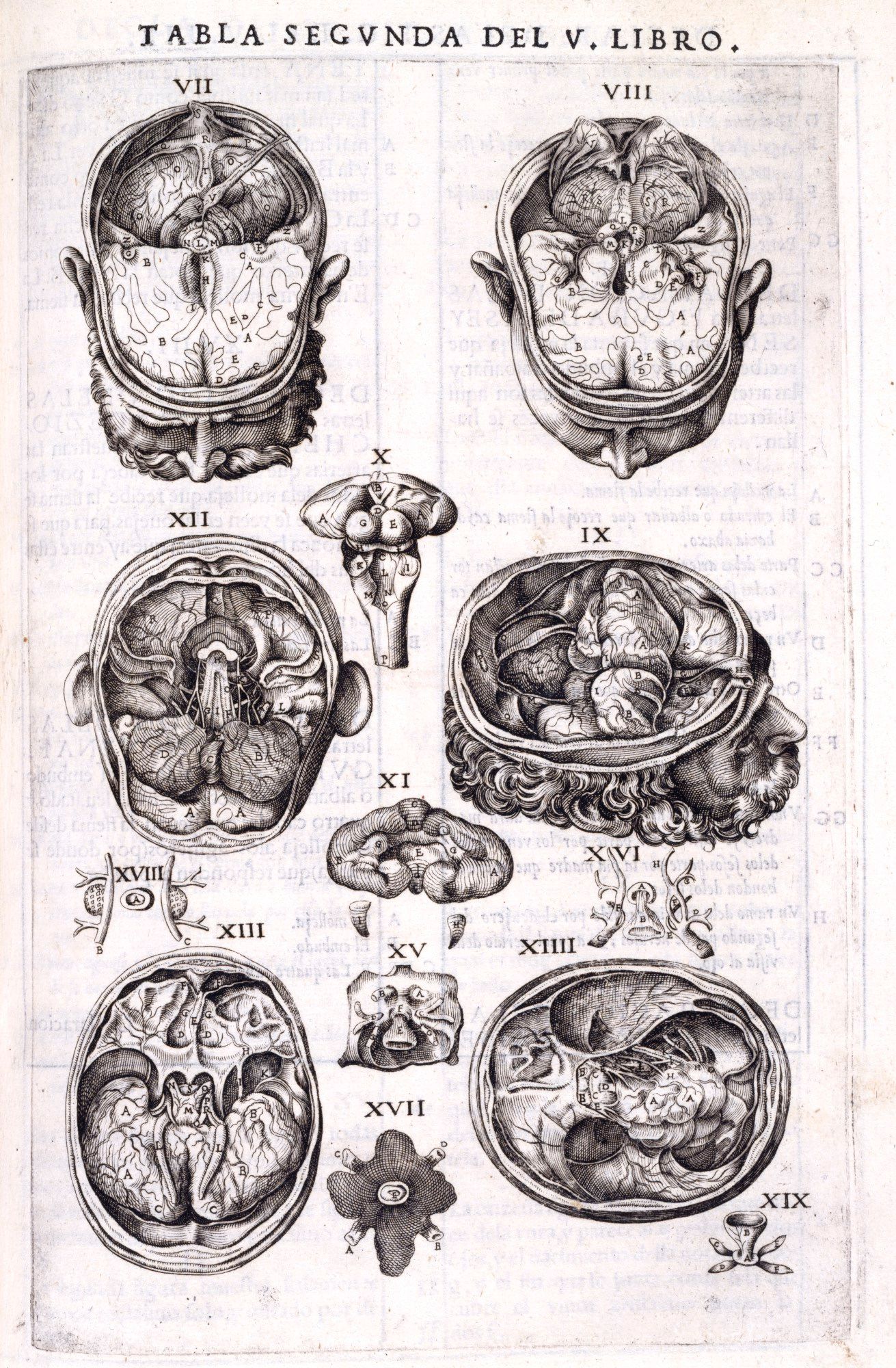 Andreas Vesalius | Artist | Royal Academy of Arts